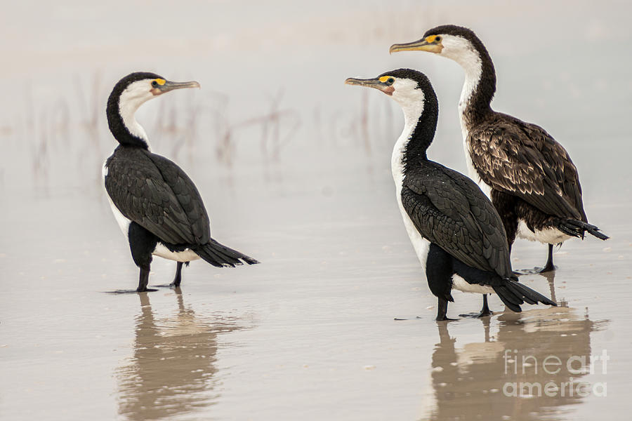 Three Cormorants Photograph by Werner Padarin