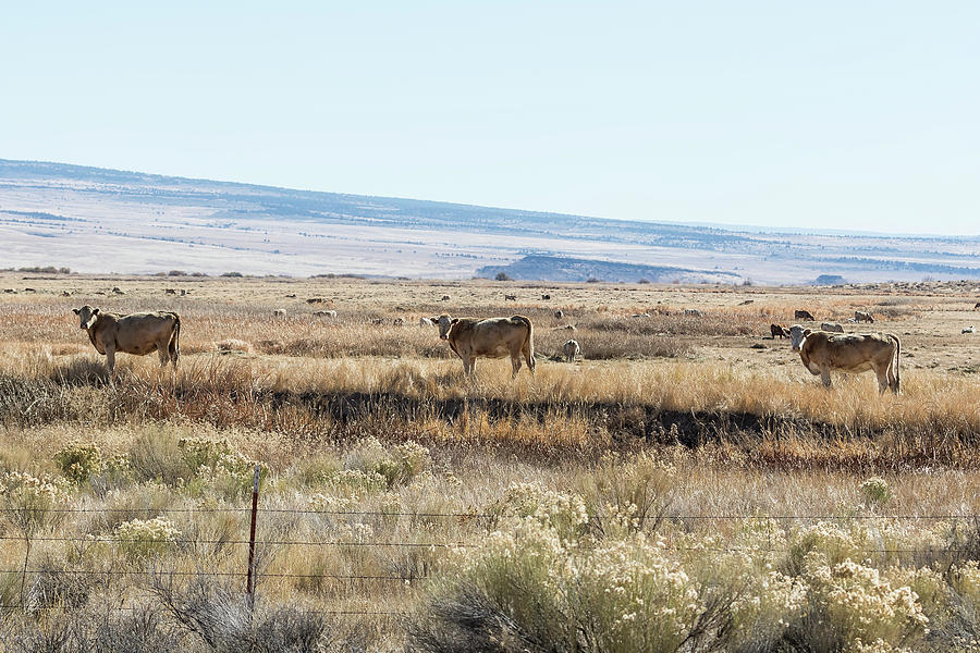Three Cows in Harney County Photograph by Belinda Greb