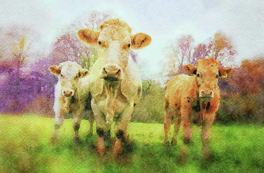 Three Cows in Watercolor Mixed Media by Shelli Fitzpatrick Three Cows in Watercolor Mixed Media by Shelli Fitzpatrick