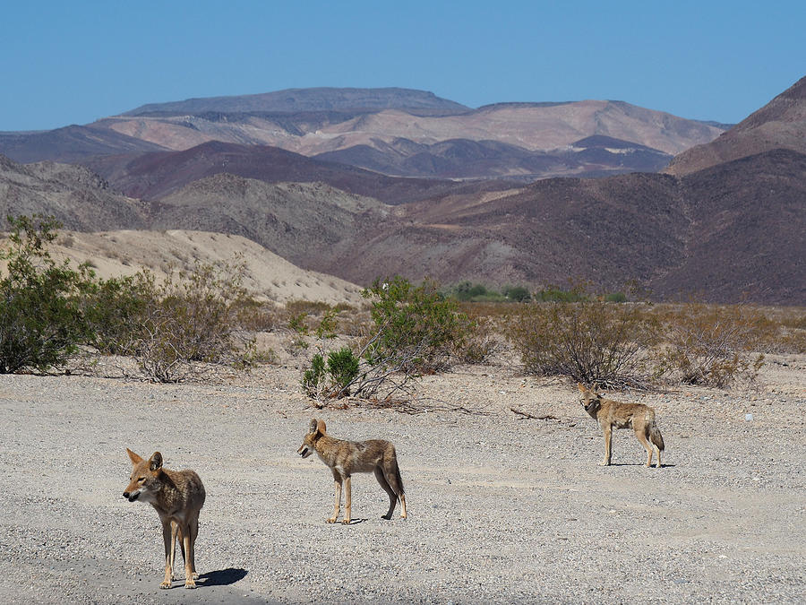 Three Coyotes Along The Road In Death Valley National Park, California Photograph by Federica Grassi