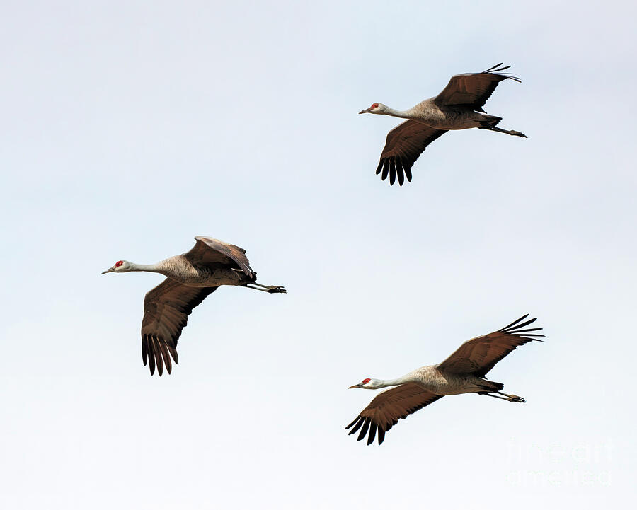 Three Cranes a Flying Photograph by Michael Dawson