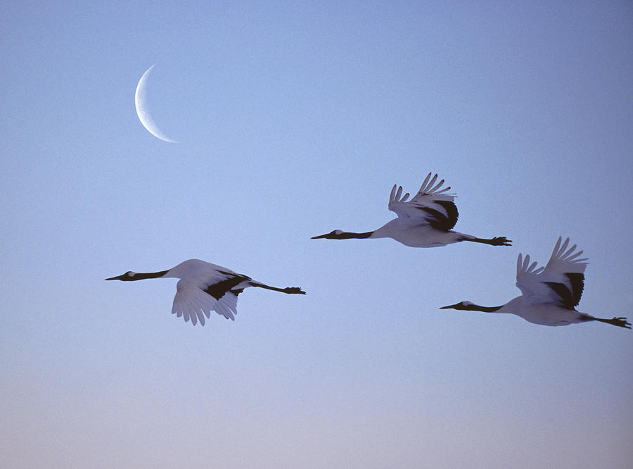Three cranes in flight Photograph by Grant Faint