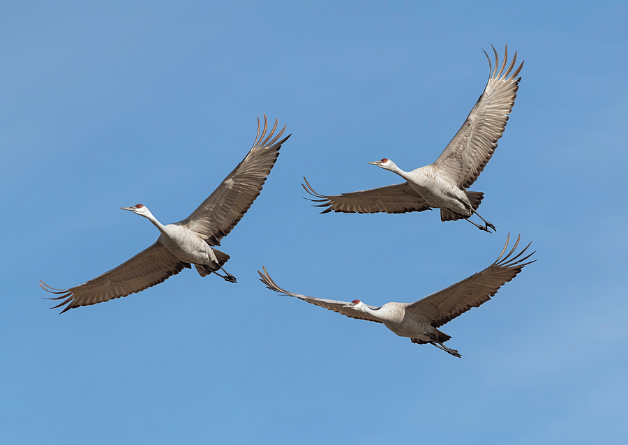 Three Cranes in Flight Photograph by Loree Johnson