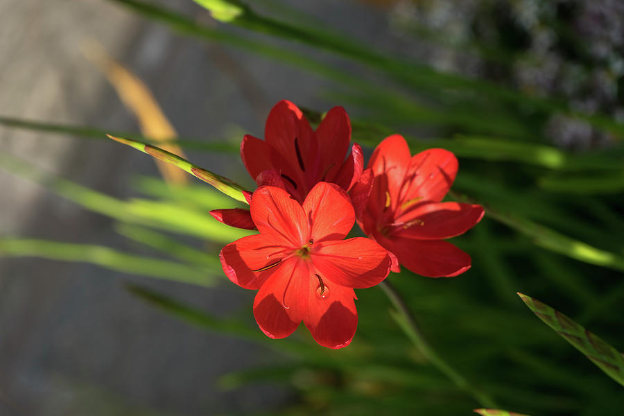Three Crimson River Lily Blooms - Exotic South African Beauties in a Garden Photograph by Georgia Mizuleva