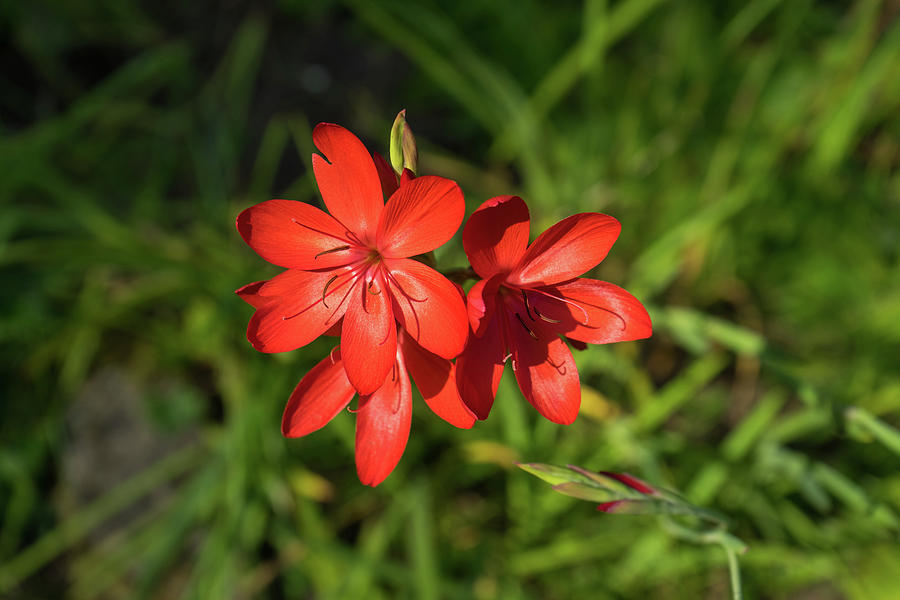 Three Crimson River Lily Blooms - Exquisite South African Beauties in a Garden Photograph by Georgia Mizuleva