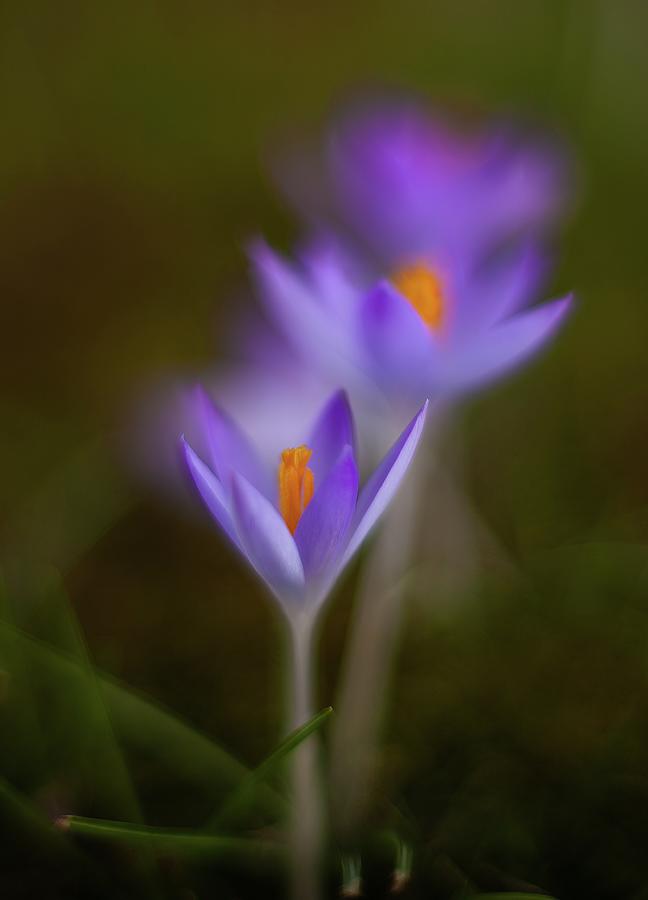 Three Crocus Blooms Photograph by Mike Reid