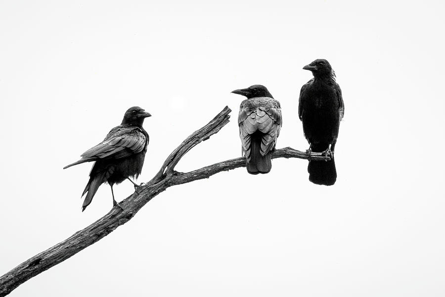 Three Crows Photograph by Ray Silva