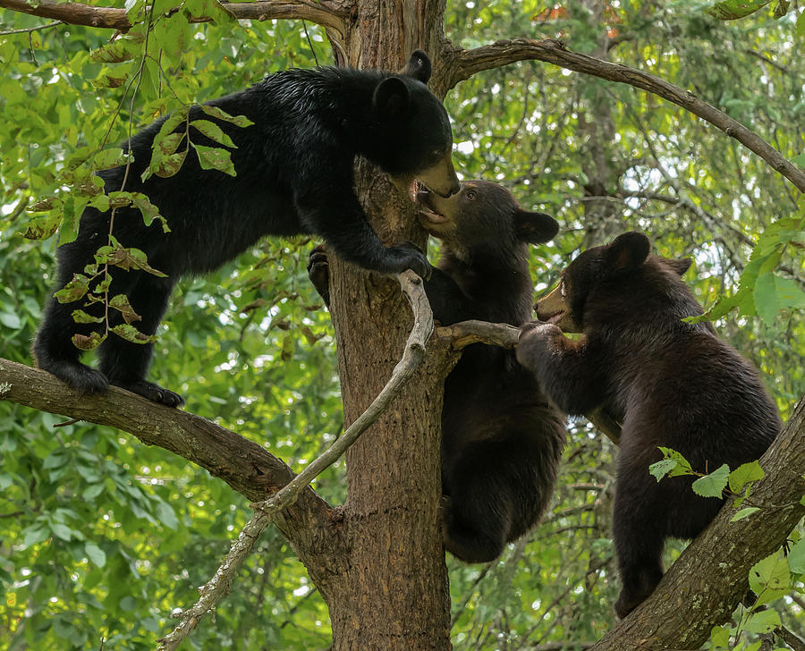 Black Bear Photograph - Three Cubs Play by Priscilla Morris