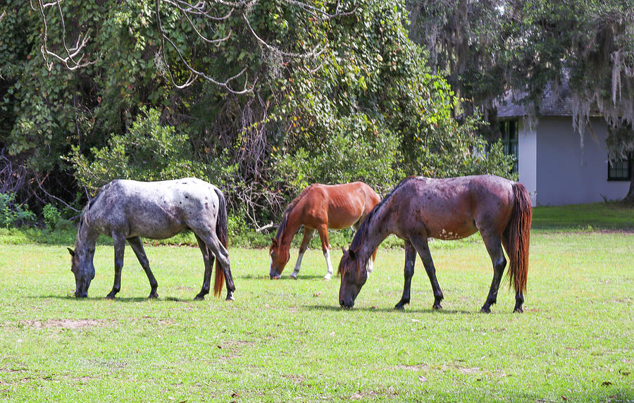 Three Cumberland Island Horses Photograph by Ed Williams