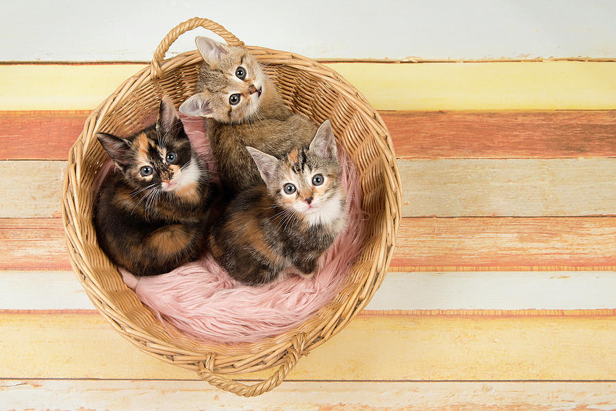 stuffed kittens in a basket