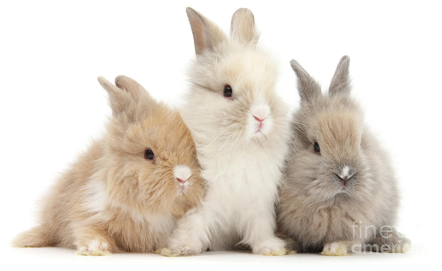 Three cute baby Lionhead bunnies in a row Photograph by Warren Photographic