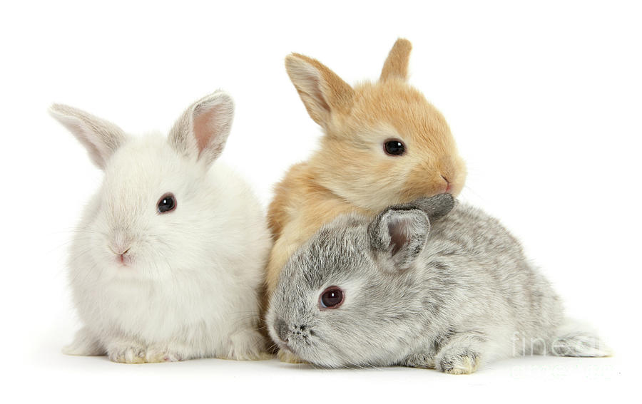 Three cute baby Lop rabbits Photograph by Warren Photographic