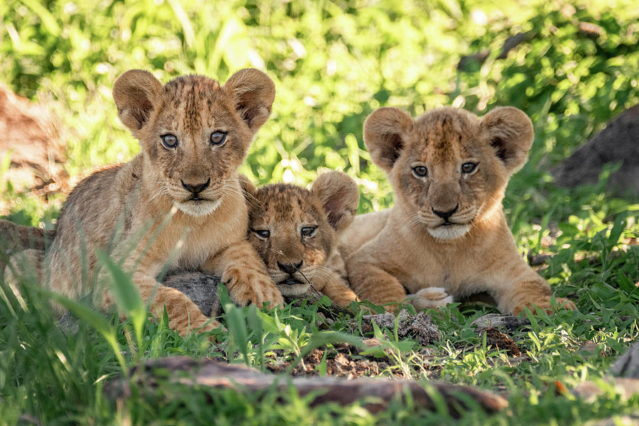 Three Cuties Photograph by Juzer Vajihee | Pixels