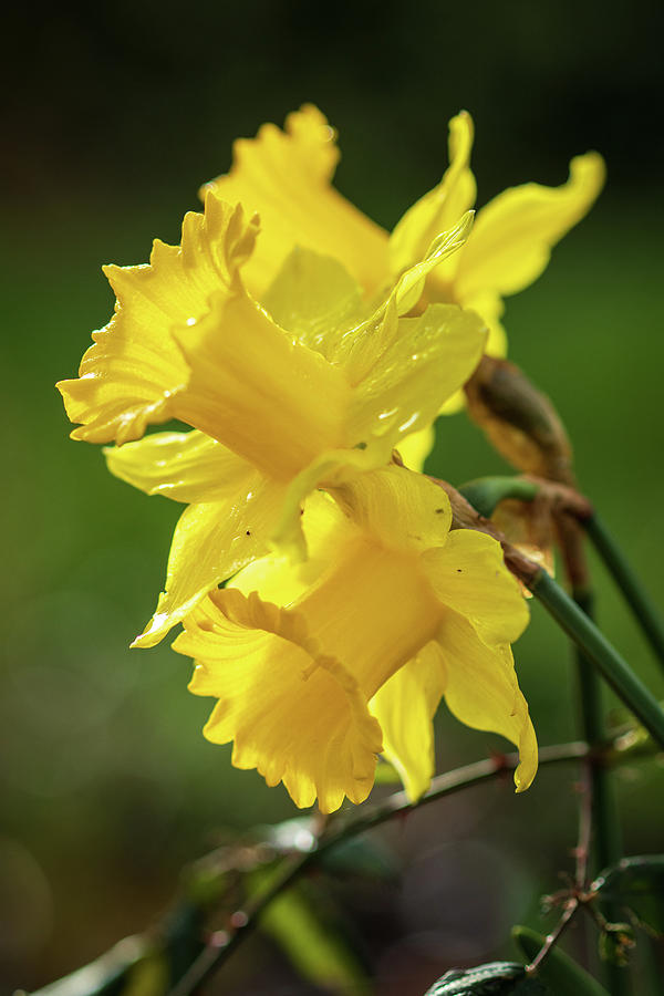 Three Daffodils Photograph by Catherine Avilez