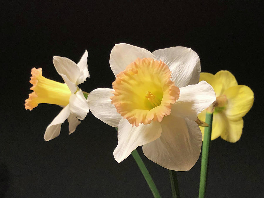 Flower Photograph - Three Daffodils  by Steve Karol