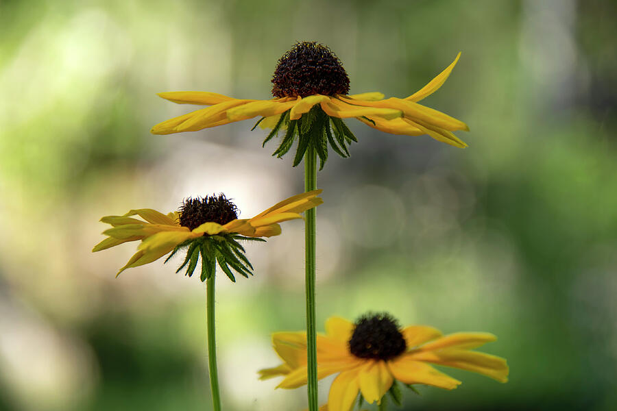 Three Dancing Daisies Photograph by Vi Ray Three Dancing Daisies Photograph by Vi Ray