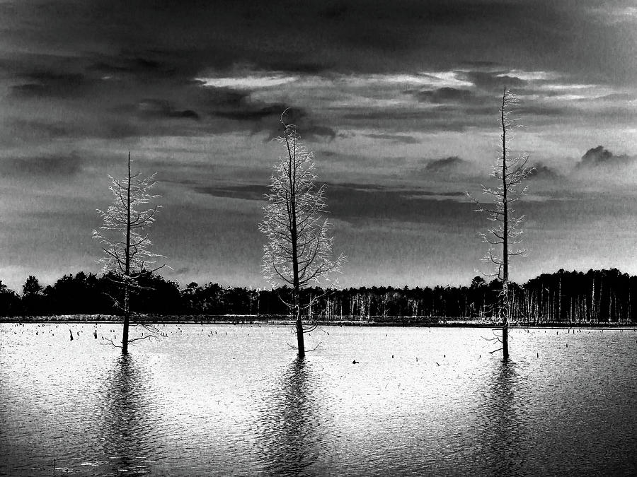 Three Dead Cedar Trees Photograph by Louis Dallara