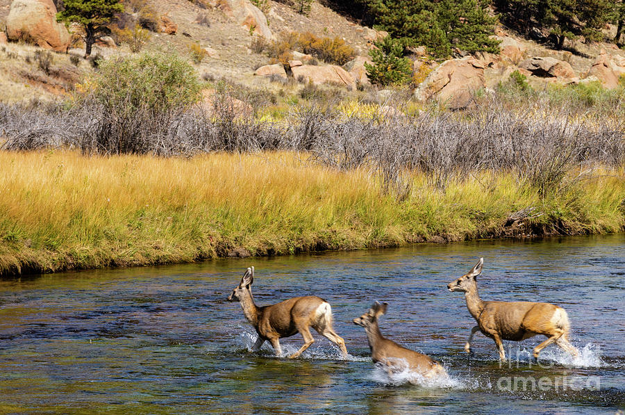 Three Deer Crossing Photograph by Steven Krull