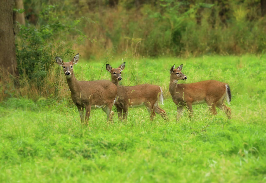 Three Deer In Ohio Photograph by Dan Sproul