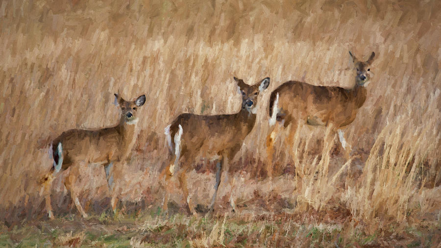 Three Deer In The Field Photograph