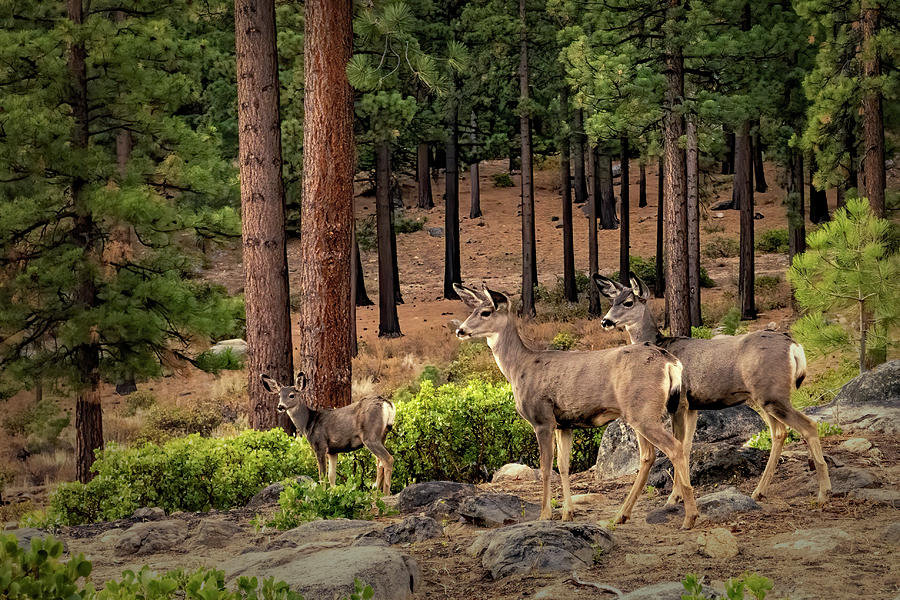 Three Deer Photograph by Maria Coulson