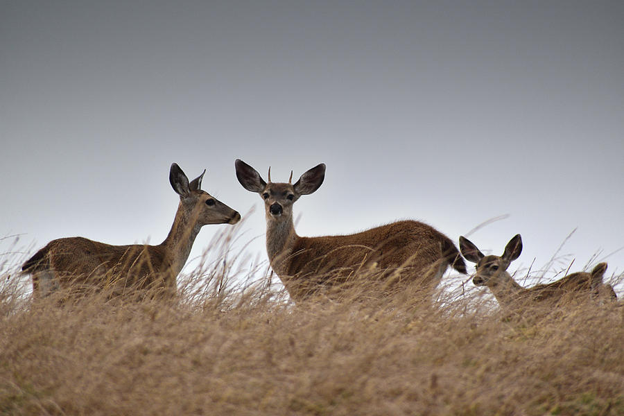 Three Deer Point Reyes Photograph by Mark Norman