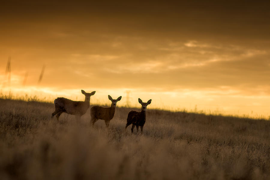 Three Deers Photograph by Sungjin Ahn Photography