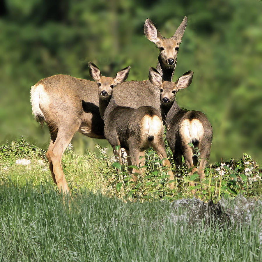 Three Deer Photograph by Robert Bissett