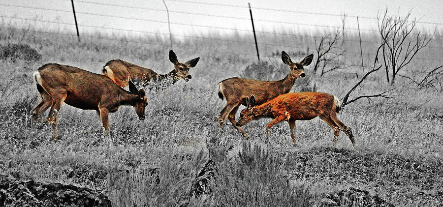 Three Does and Fawn Digital Art by Fred Loring