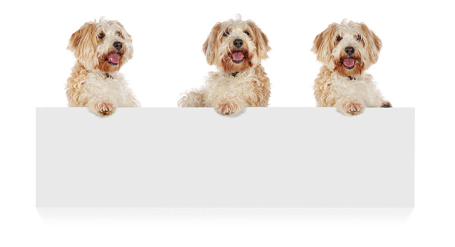 Three dogs standing up behind a white cardboard Photograph by MediaProduction