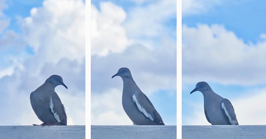White-Winged Triptych Photograph by Judy Kennedy