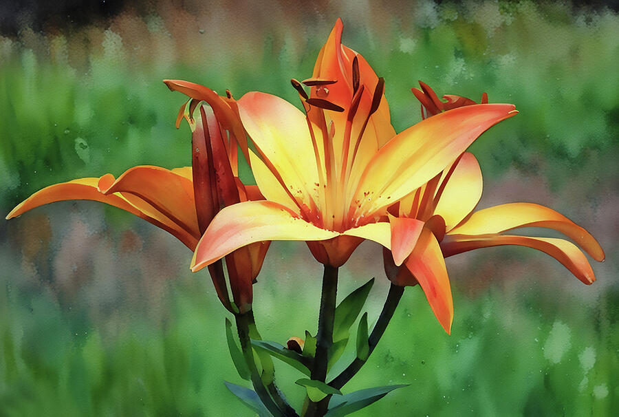 Three Dramatic Lily Flowers Photograph by Gaby Ethington - Fine Art America