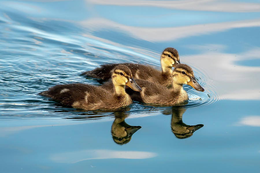 Three Ducklings Photograph by Bradford Martin