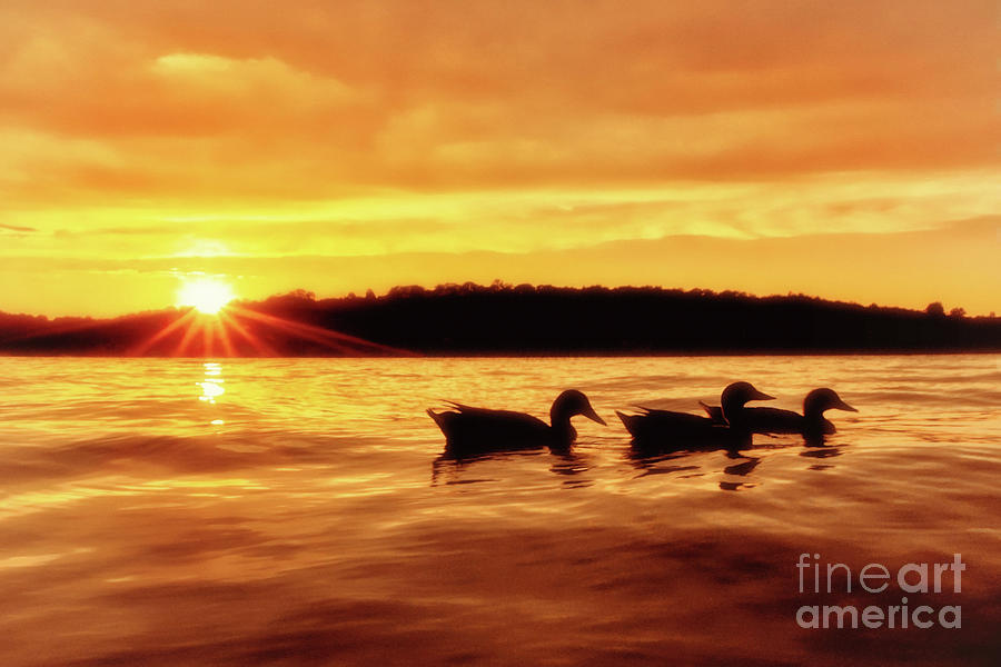 Three Ducks At Sunset Photograph by Mark Miller