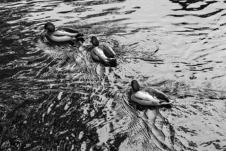 Three ducks Photograph by Fabienne Harris