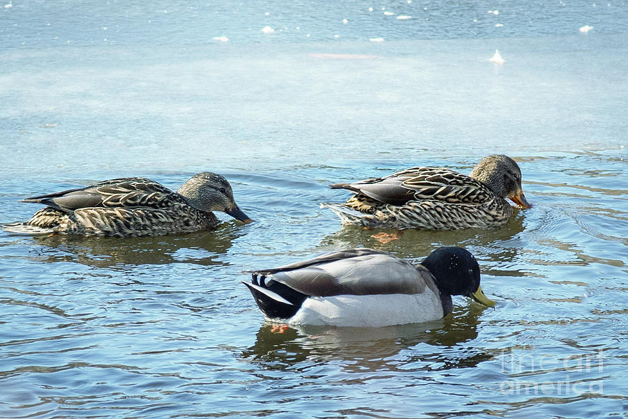 Three Ducks in Winter Photograph by Lorraine Cosgrove
