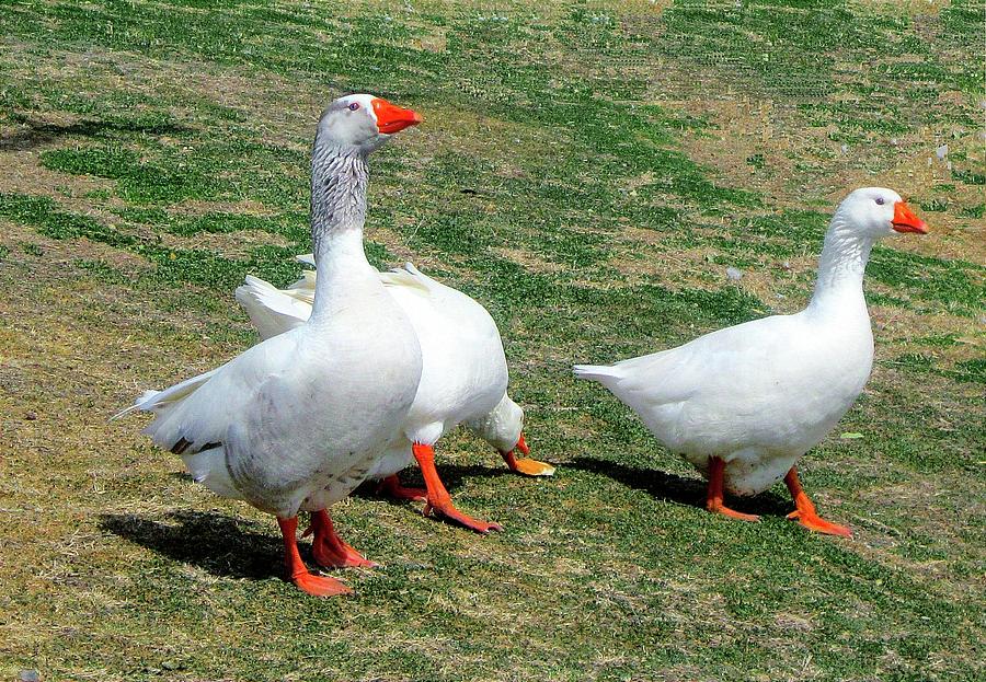 Three Ducks Photograph by Nature Wall Posters - Fine Art America