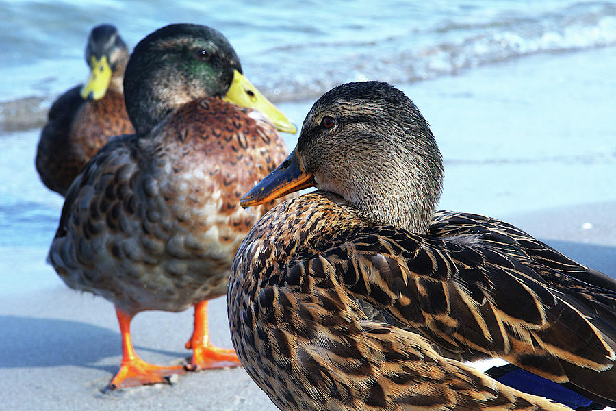 Three Ducks on the Beach Photograph by Kathrin Poersch