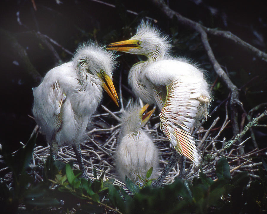 Three Egret Chicks Photograph by Jerry Griffin