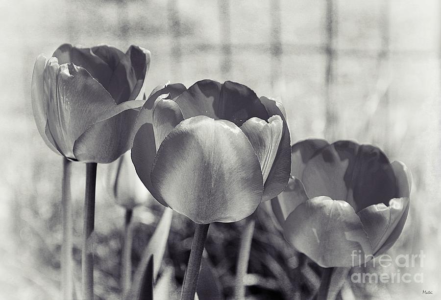 Three Elegant Tulips in Black and White Photograph by Ramona Matei