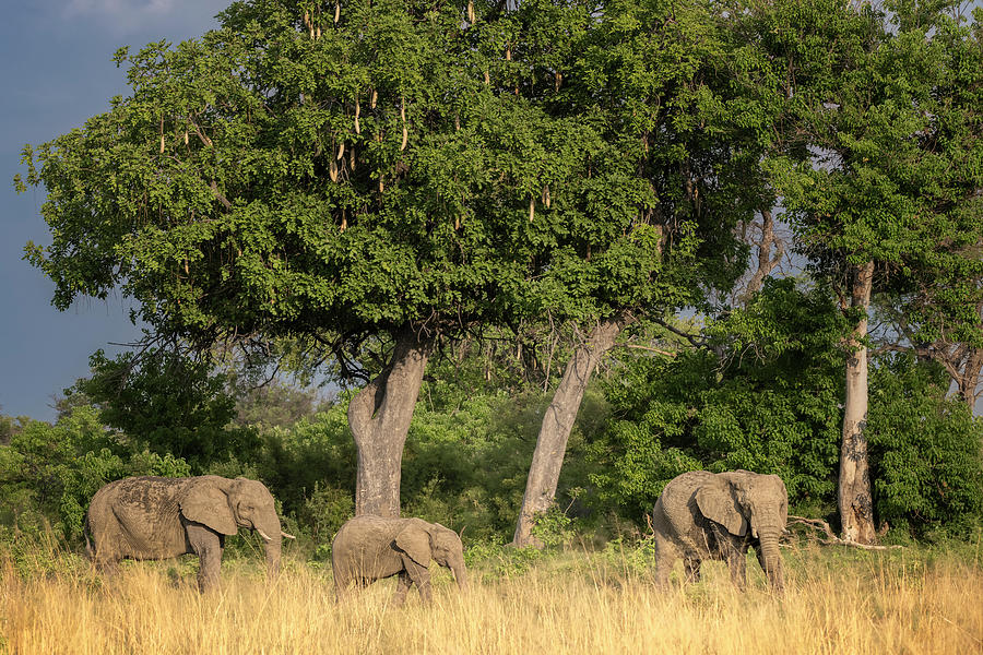 Three Elephants Botswana Africa Photograph by Joan Carroll - Pixels