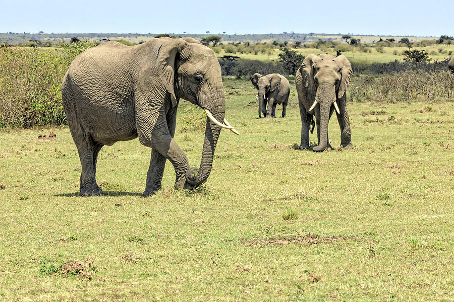 Three Elephants Walking Photograph by Lindley Johnson