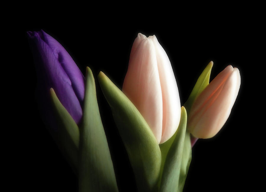 Three Evening Tulips Photograph by Johanna Hurmerinta
