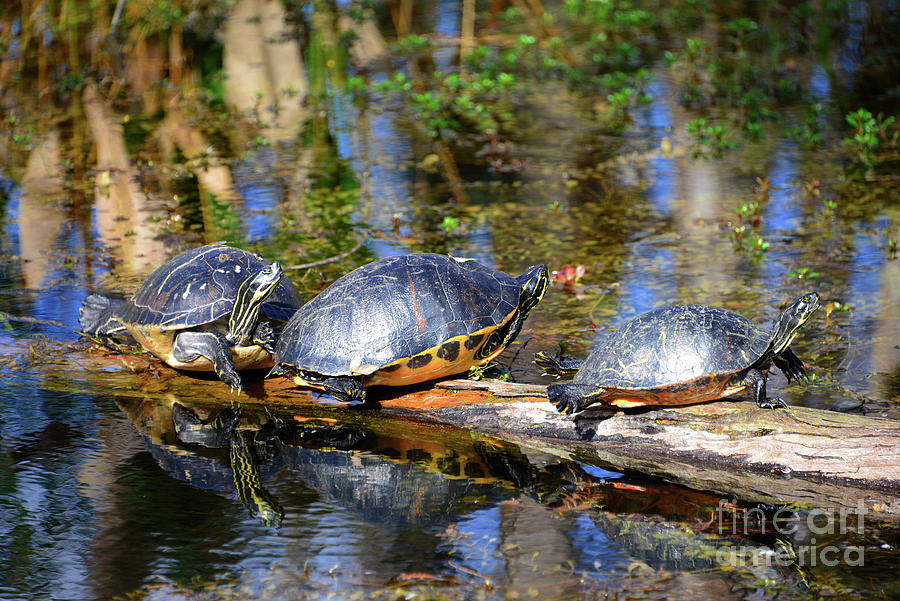 Three Everglade turtles  Photograph by David Lee Thompson
