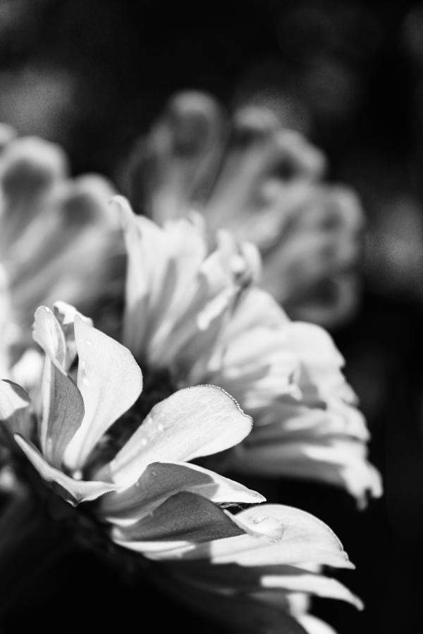 Three Fading Zinnias in Black and White  Photograph by W Craig Photography