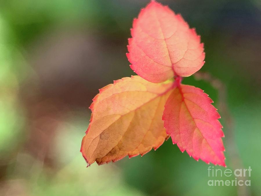 Three Fall Leaves Photograph by Catherine Wilson