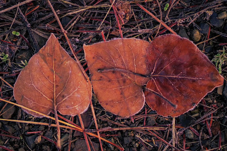 Three Fallen Leaves Photograph