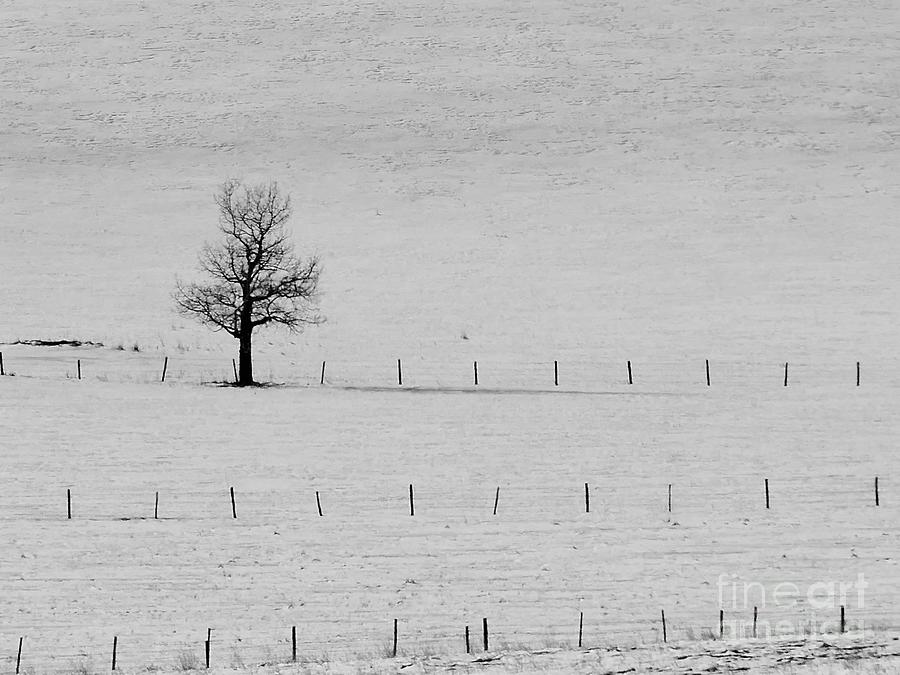 Three Fence Lines And A Tree Photograph by Jor Cop Images