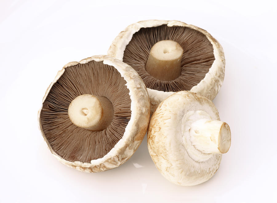 Three field mushrooms on white background. Photograph by Rosemary Calvert