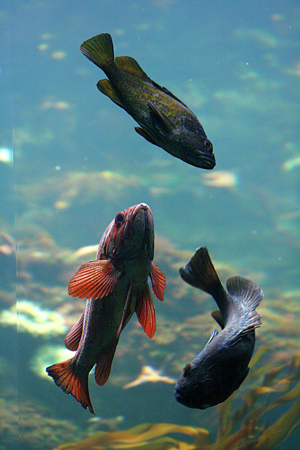 Three Fish Photograph by Masha Batkova